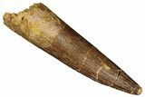 Fossil Plesiosaur (Zarafasaura) Tooth - Morocco #287169-1